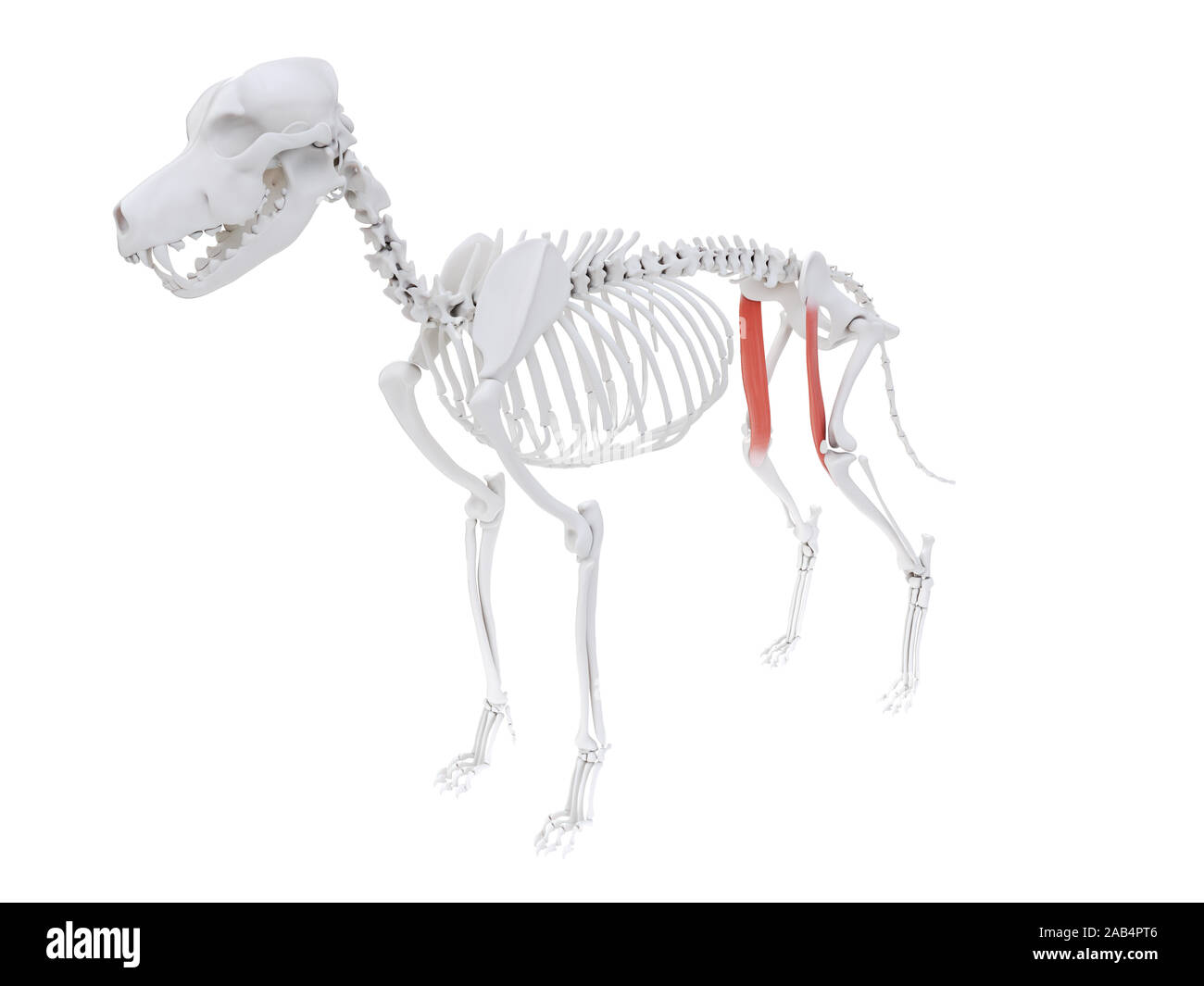 3d rendered illustration of the dog muscle anatomy sartorius caudal part Stock Photo Alamy