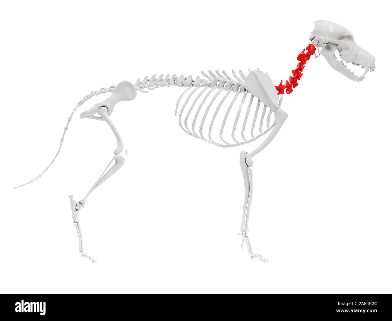 Dog neck bones discount