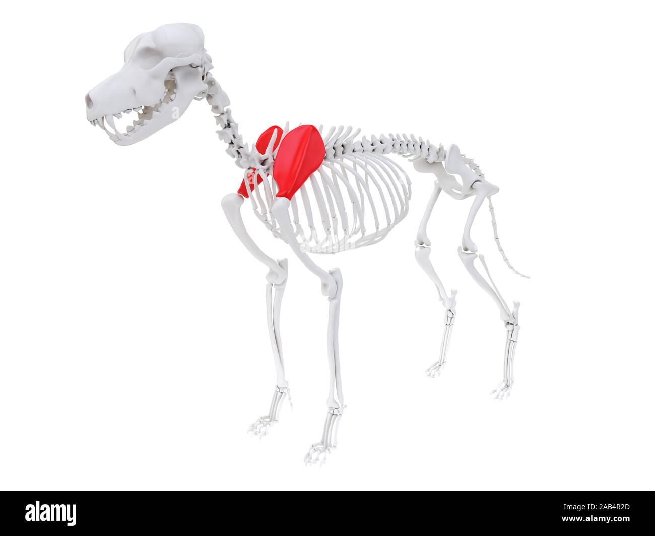 Scapula dog hires stock photography and images Alamy