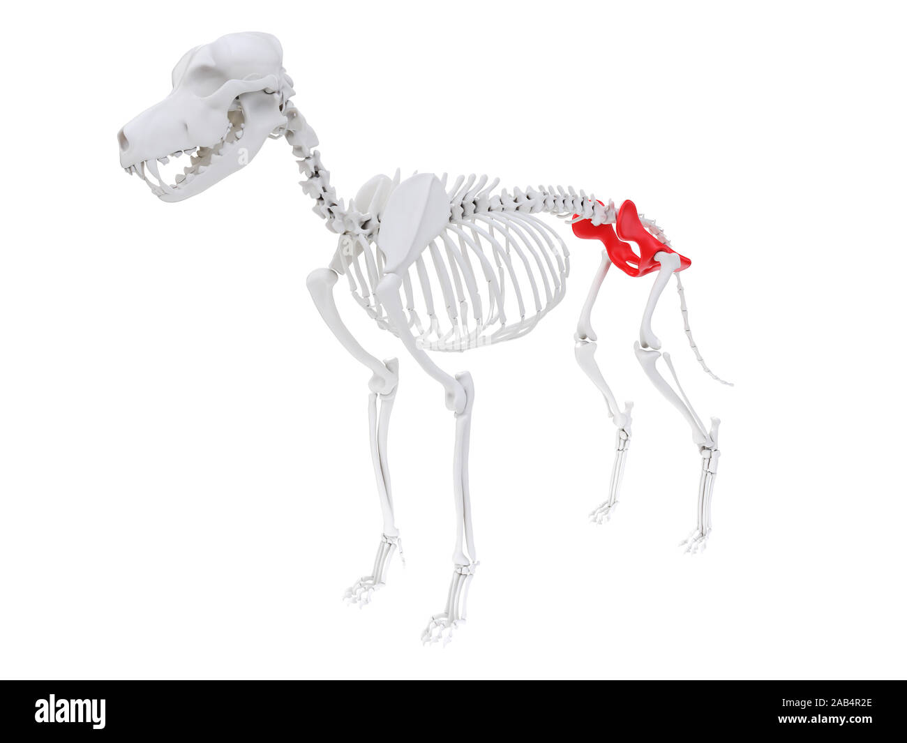 3d rendered anatomy illustration of the dog skeletal anatomy - hip ...