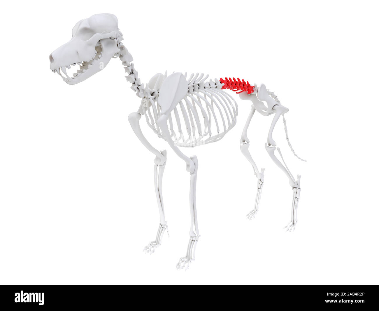 3d rendered anatomy illustration of the dog skeletal anatomy - lumbar spine Stock Photo
