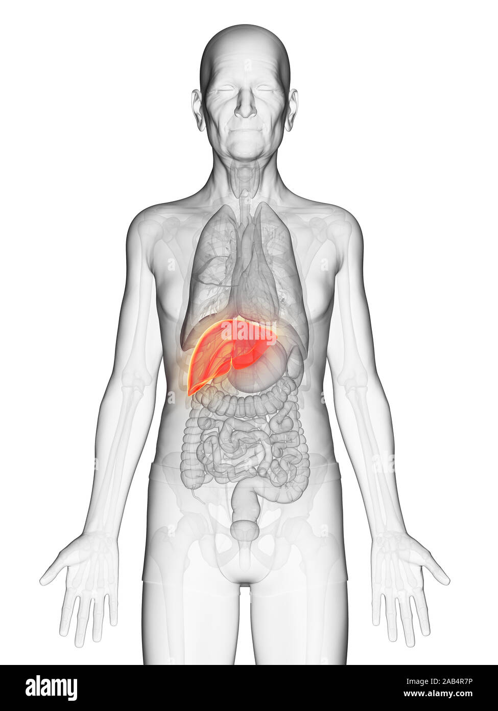 Man anatomy internal organs Cut Out Stock Images \u0026 Pictures - Page 3 - Alamy, image size:975x1390