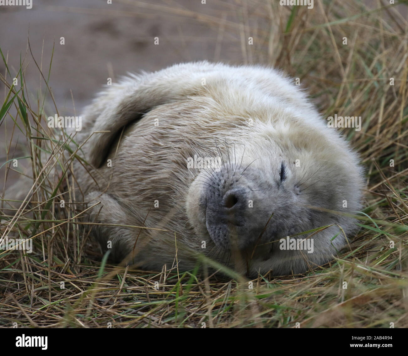 Grey seal pup (Halichoerus grypus) Donna Nook, Lincolnshire, UK Stock Photo