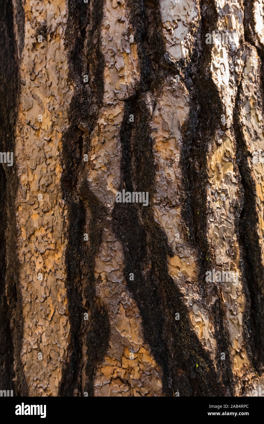 Bark of Ponderosa Pine, Pinus ponderosa, burned at least once in a forest fire, in the Cedar Grove area of Kings Canyon National Park, California, USA Stock Photo