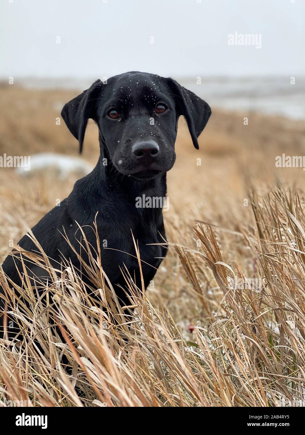 Pretty alert young black dog in a field of wild grass staring at the ...
