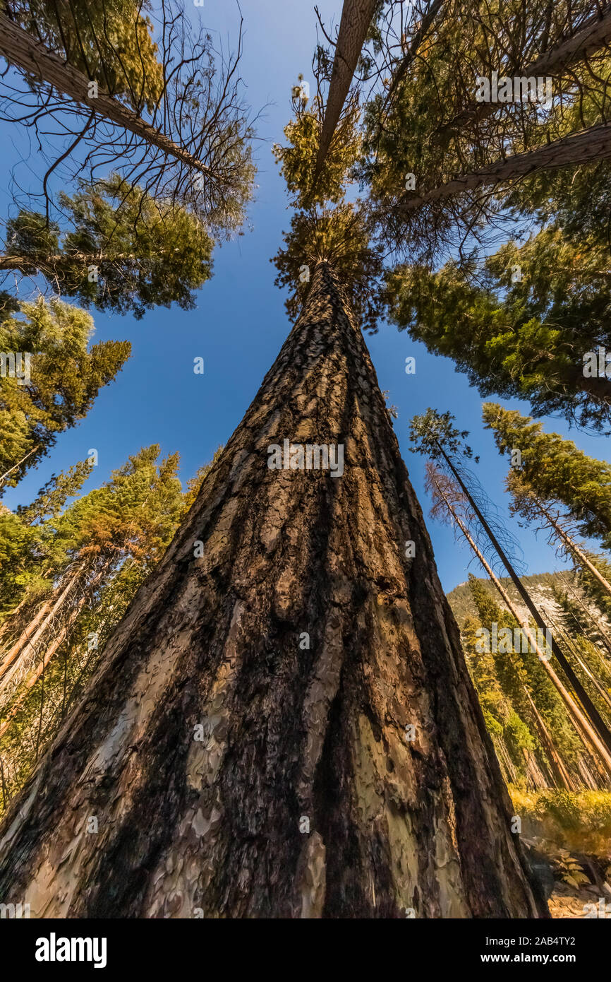 Ponderosa Pine, Pinus ponderosa, burned at least once in a forest fire, in the Cedar Grove area of Kings Canyon National Park, California, USA Stock Photo