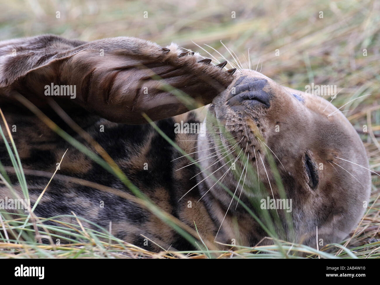Grey Seal (Female) cow, Donna Nook, Lincolnshire, UK Stock Photo