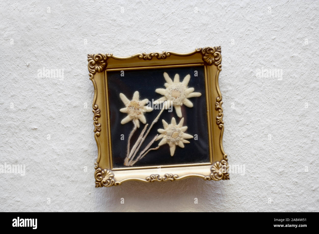 Dried Edelweiss in a picture frame, Leontopodium alpinum Stock Photo