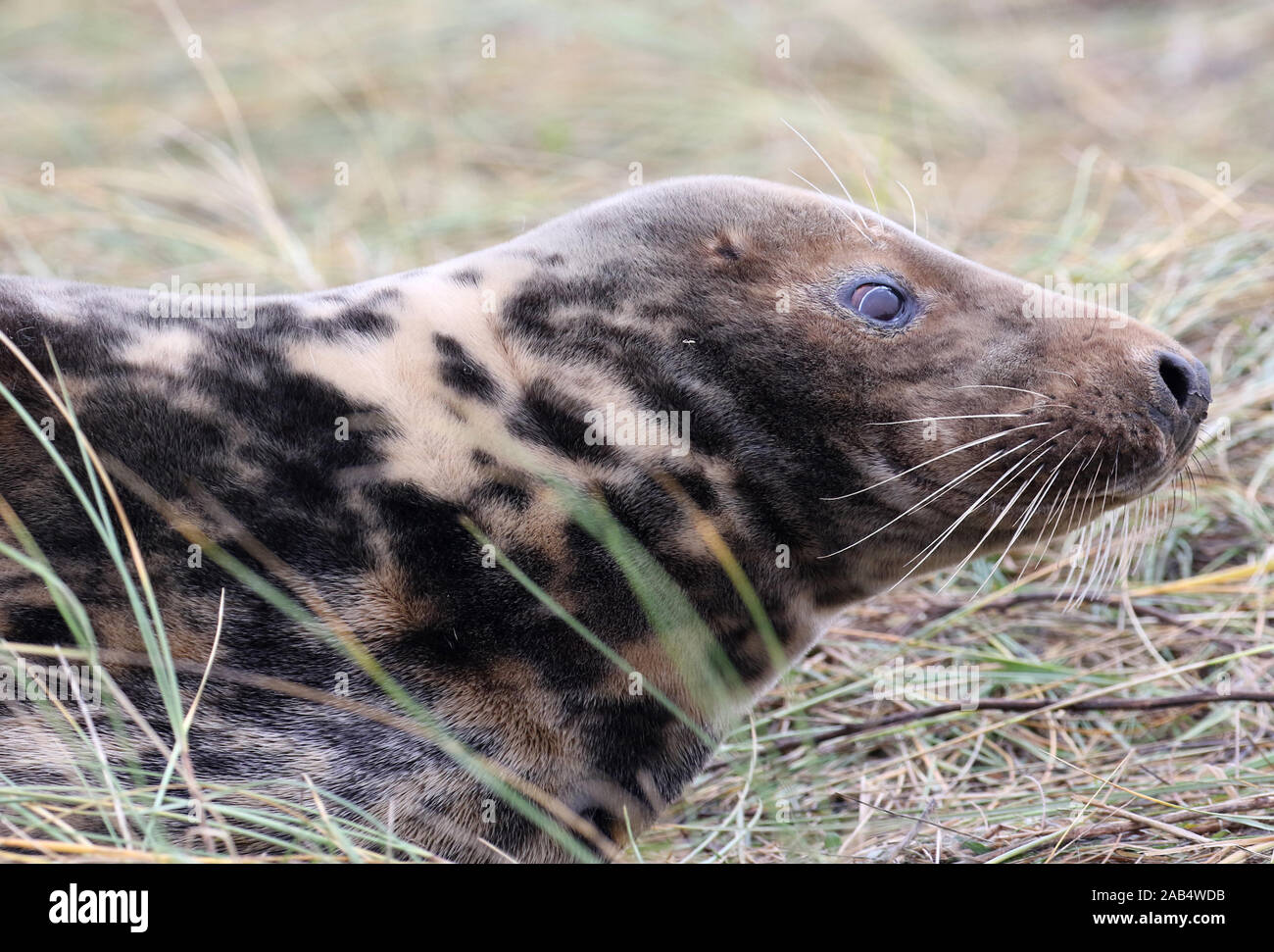 Grey Seal (Female) cow, Donna Nook, Lincolnshire, UK Stock Photo