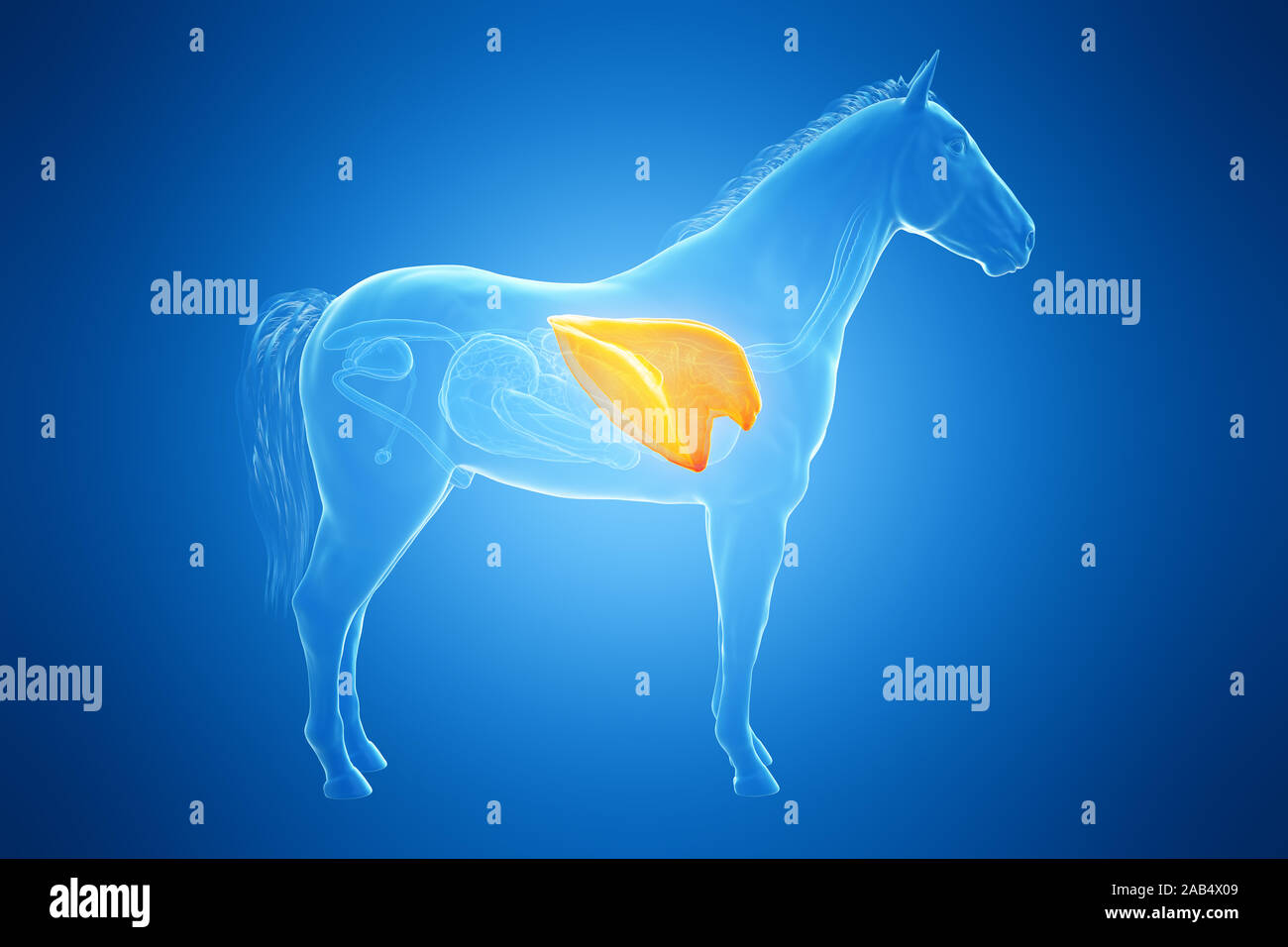 3d rendered medically accurate illustration of a horses lung Stock