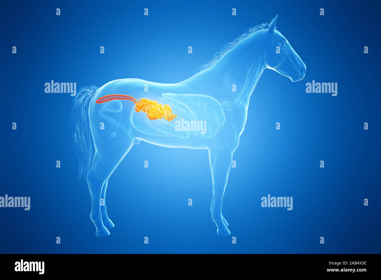 3d rendered medically accurate illustration of a horses small intestine