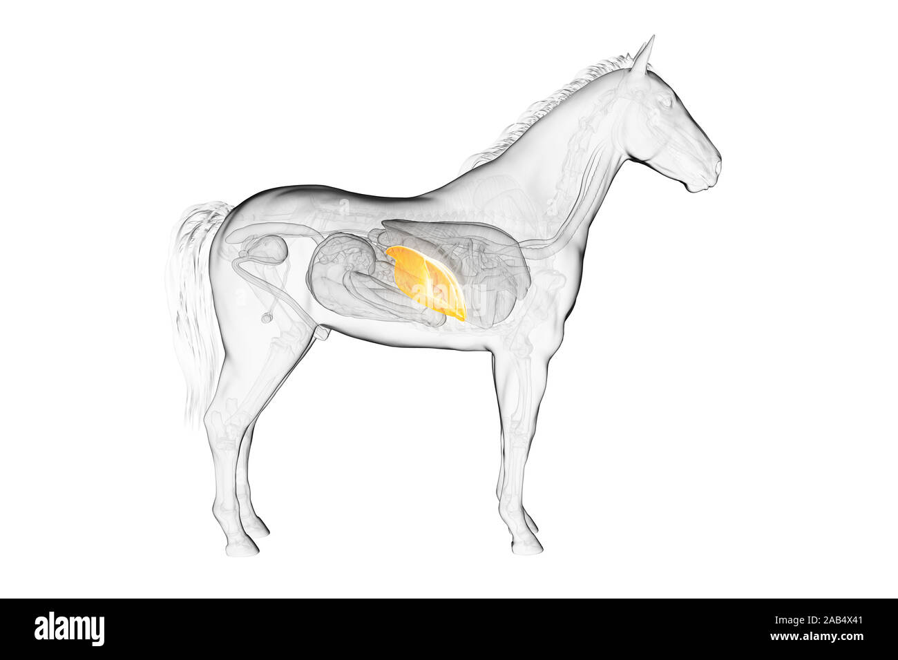 3d rendered medically accurate illustration of a horses liver Stock Photo Alamy