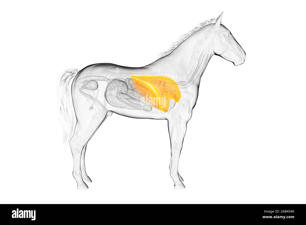 3d rendered medically accurate illustration of a horses lung Stock