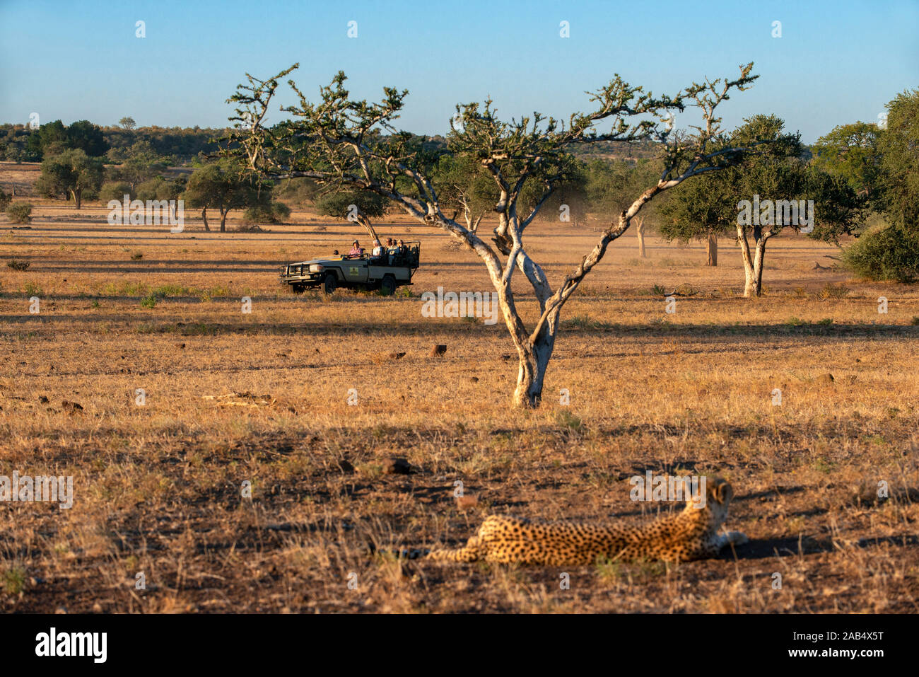 Tourist in a safari vehicle watching at Female Cheetah (Acinonyx jubatus) at Mashatu game reserve, Botswana, Africa Stock Photo