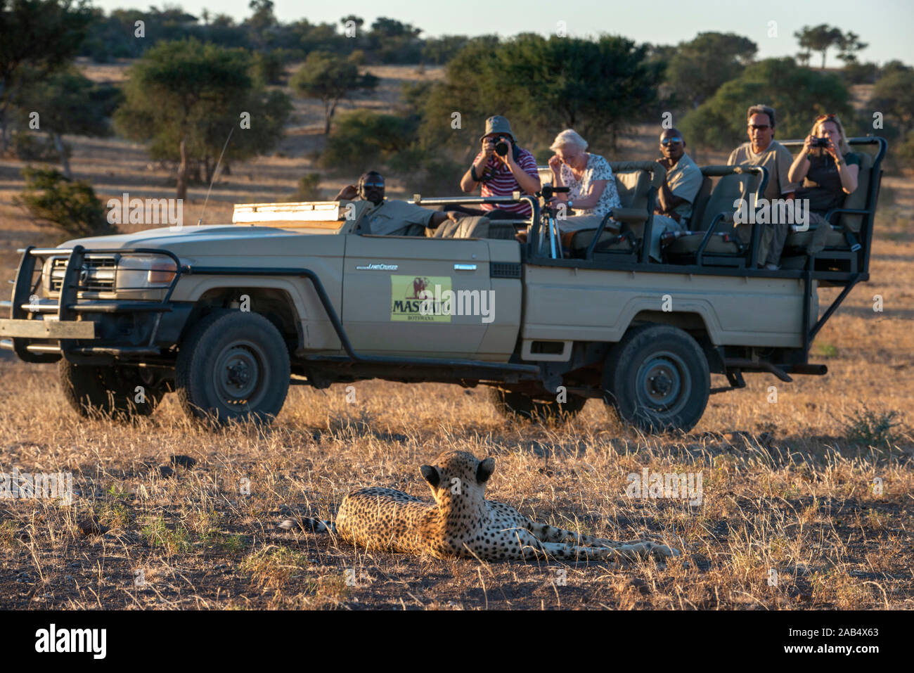 Tourist in a safari vehicle watching at Female Cheetah (Acinonyx jubatus) at Mashatu game reserve, Botswana, Africa Stock Photo