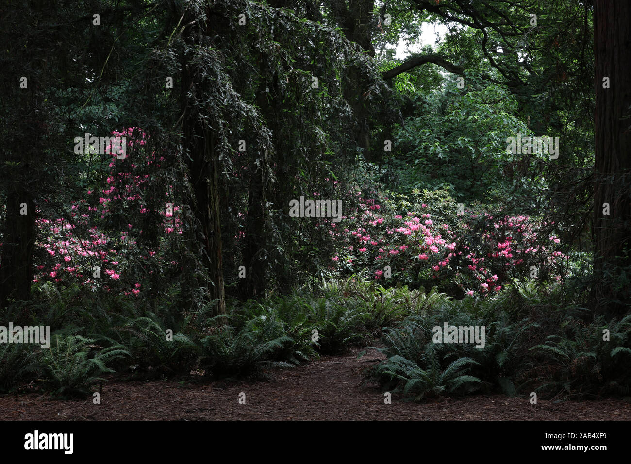Rhododendrons, surrounded by conifers, are seen in flower in a clearance of a woodland area of Kew Gardens growing in an acid soil. Stock Photo