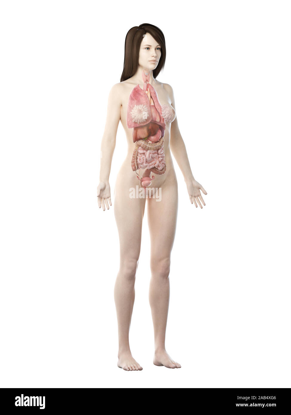 Female Internal Organs Illustration High Resolution Stock Photography And Images Alamy