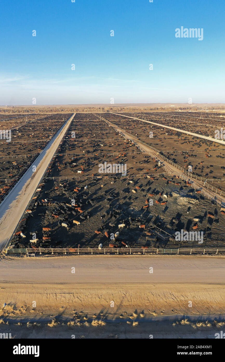 Kersey, Colorado - A cattle feedlot operated by Five Rivers Cattle. This feedlot has a capacity of 98,000 cattle. The company feeds nearly a million c Stock Photo