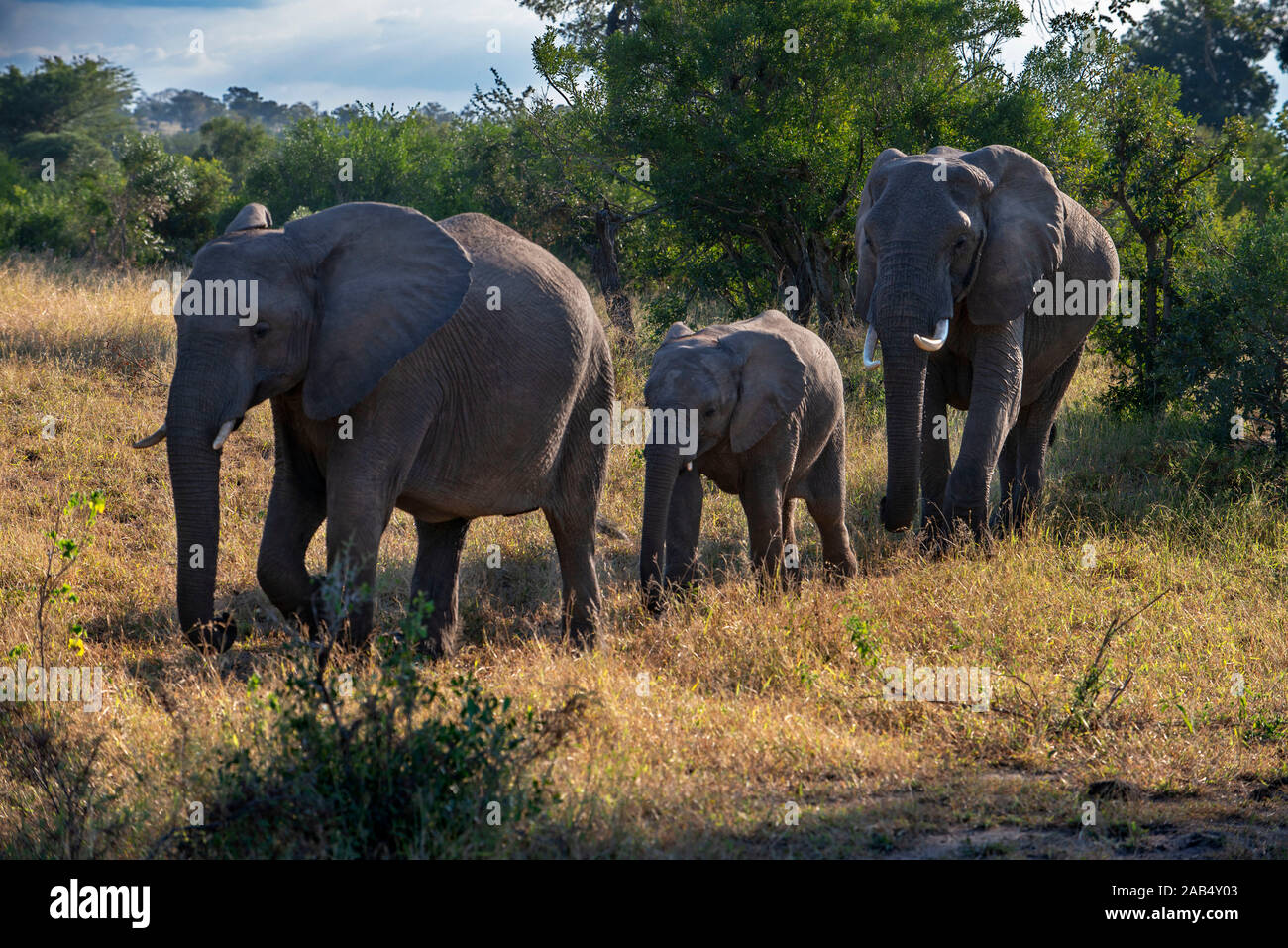 African elephant (Loxodonta africana) family of elephants at Mala Mala Game Reserve Sabi Sand Park Kruger South Africa, Africa Stock Photo
