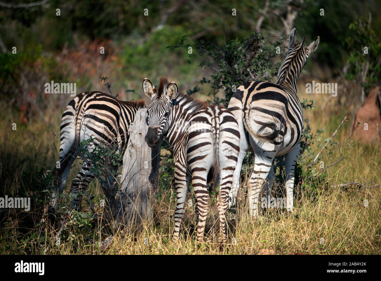 Burchell's zebras (Equus burchellii) at Mala Mala Game Reserve Sabi Sand Park Kruger South Africa, Africa Stock Photo