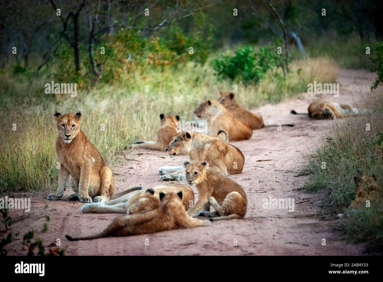 Lions (Panthera leo) at Mala Mala Game Reserve Sabi Sand Park Kruger South Africa, Africa Stock Photo