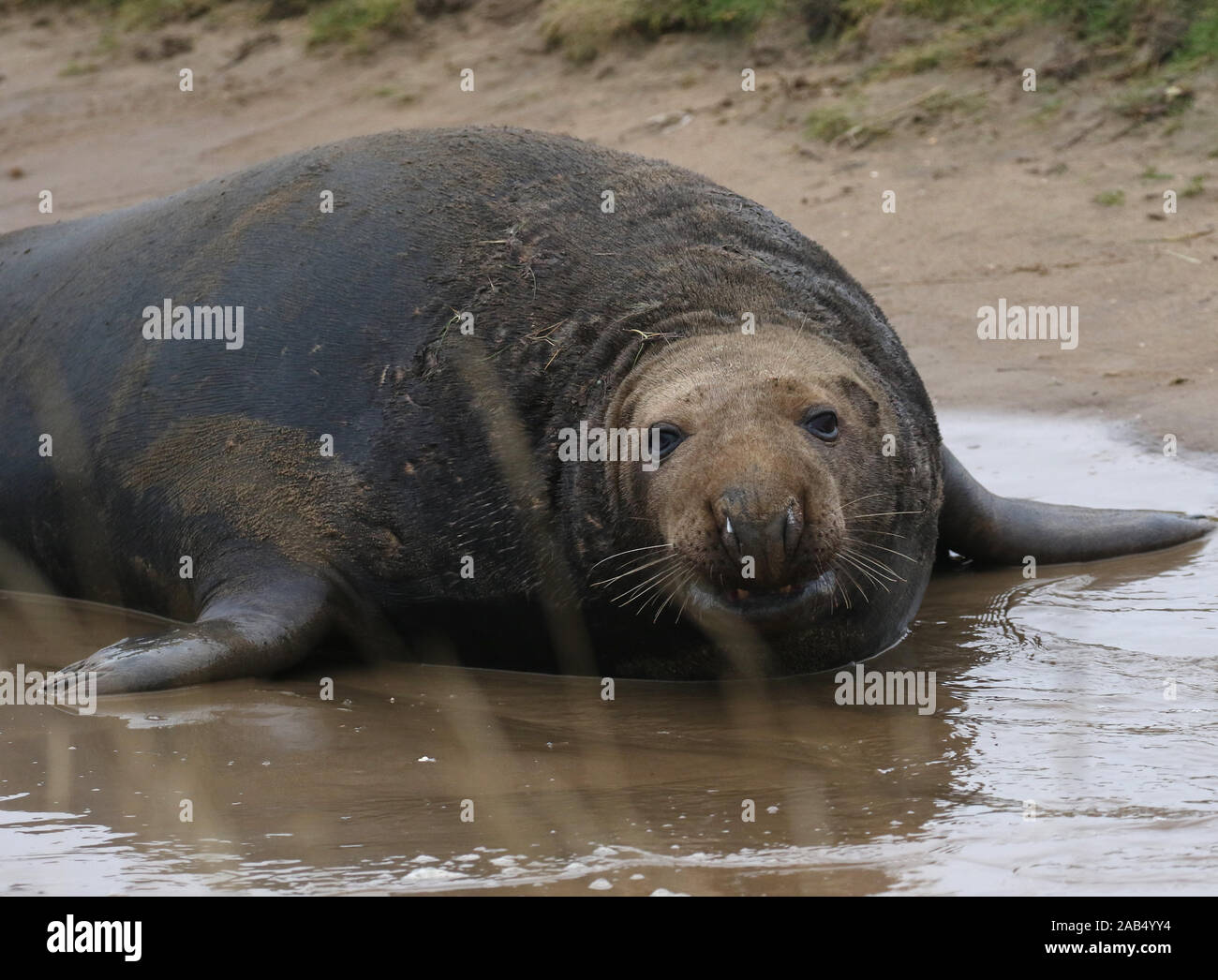 A bull grey seal, (Halichoerus grips) Donna Nook, Lincolnshire, UK Stock Photo