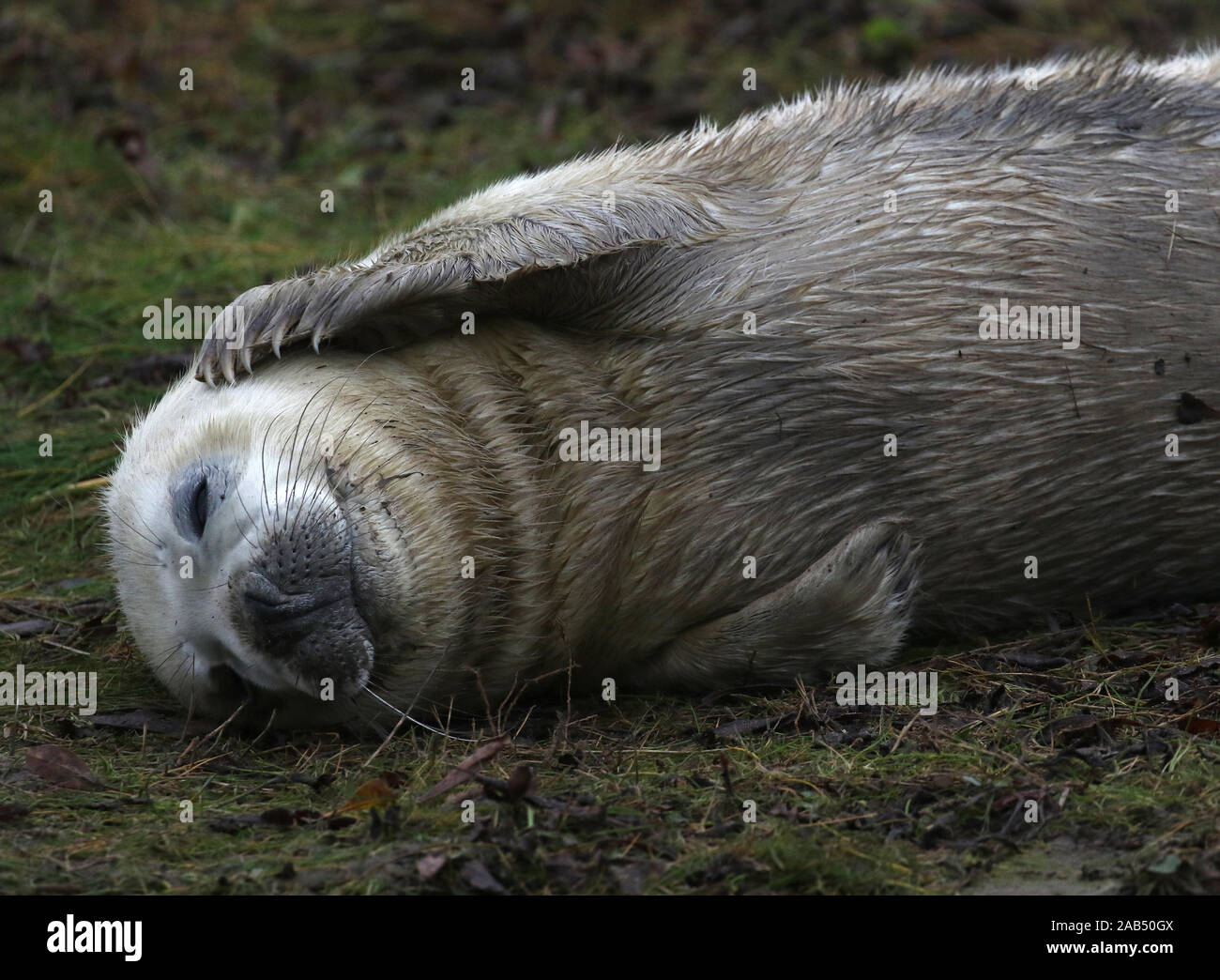 Grey seal pup (Halichoerus grypus) Donna Nook, Lincolnshire, UK Stock Photo