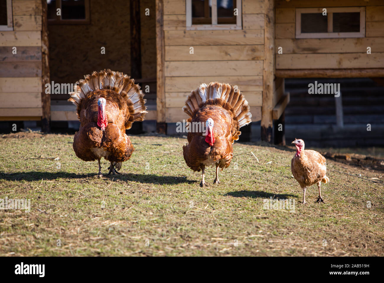 turkey birds walking at farm Stock Photo Alamy