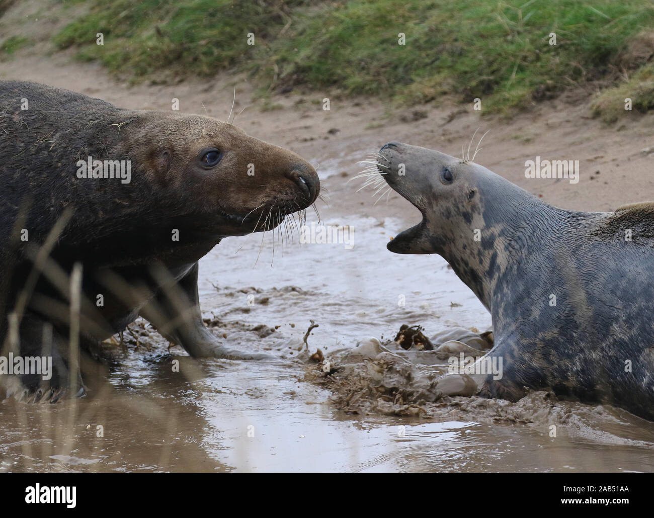 A grey seal cow- (right) fends off a male (Bull), Donna Nook, grey seal colony, Lincolnshire, UK Stock Photo