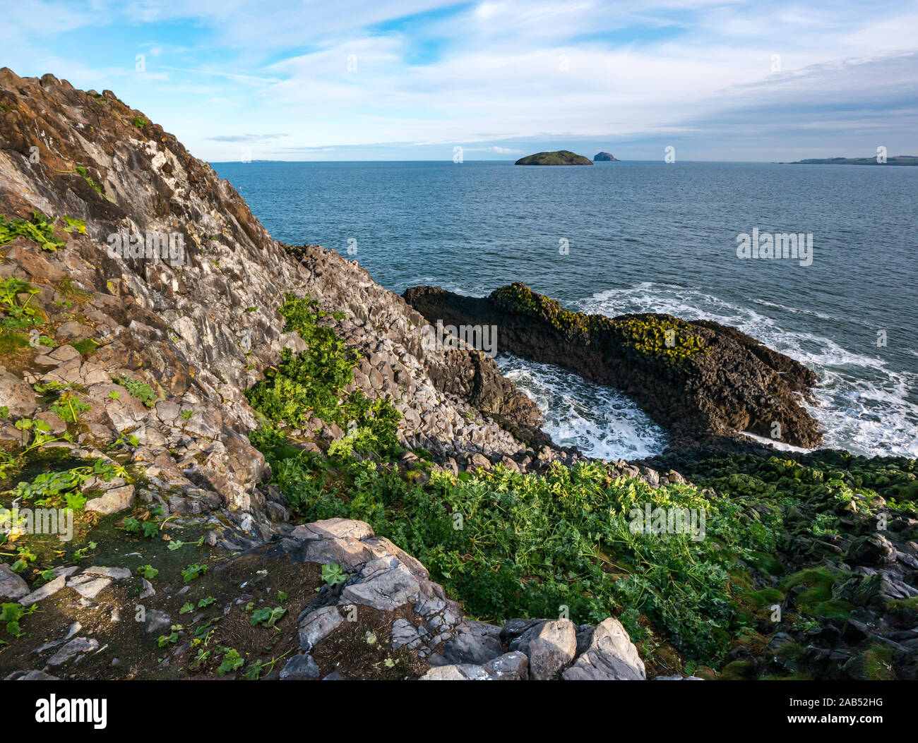 Rocky cliff view from Lamb Island with cut tree mallow and sea worn rocky inlet, Firth of Forth, Scotland, UK Stock Photo