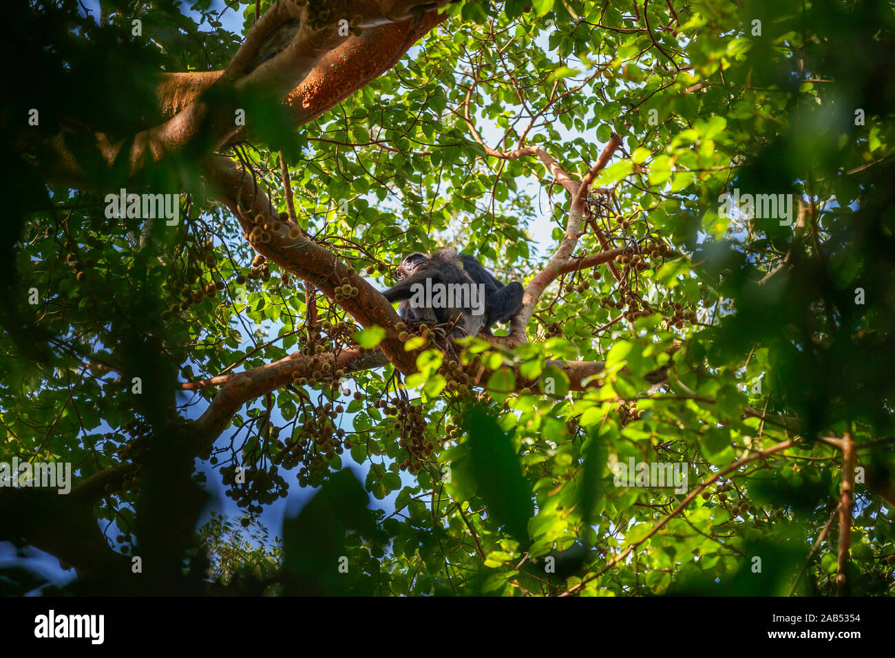 Two chimpanzees (Pan troglodytes) feeding high in the treetop canopy in a fig tree, Kibale National Park, western Uganda Stock Photo