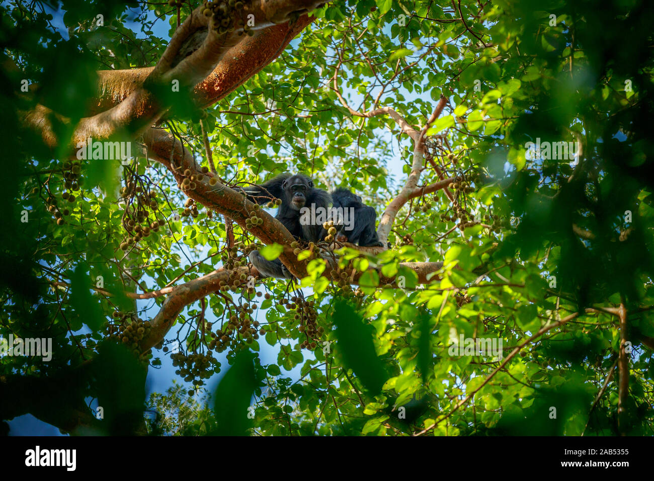 Two chimpanzees (Pan troglodytes) feeding high in the treetop canopy in a fig tree, Kibale National Park, western Uganda Stock Photo