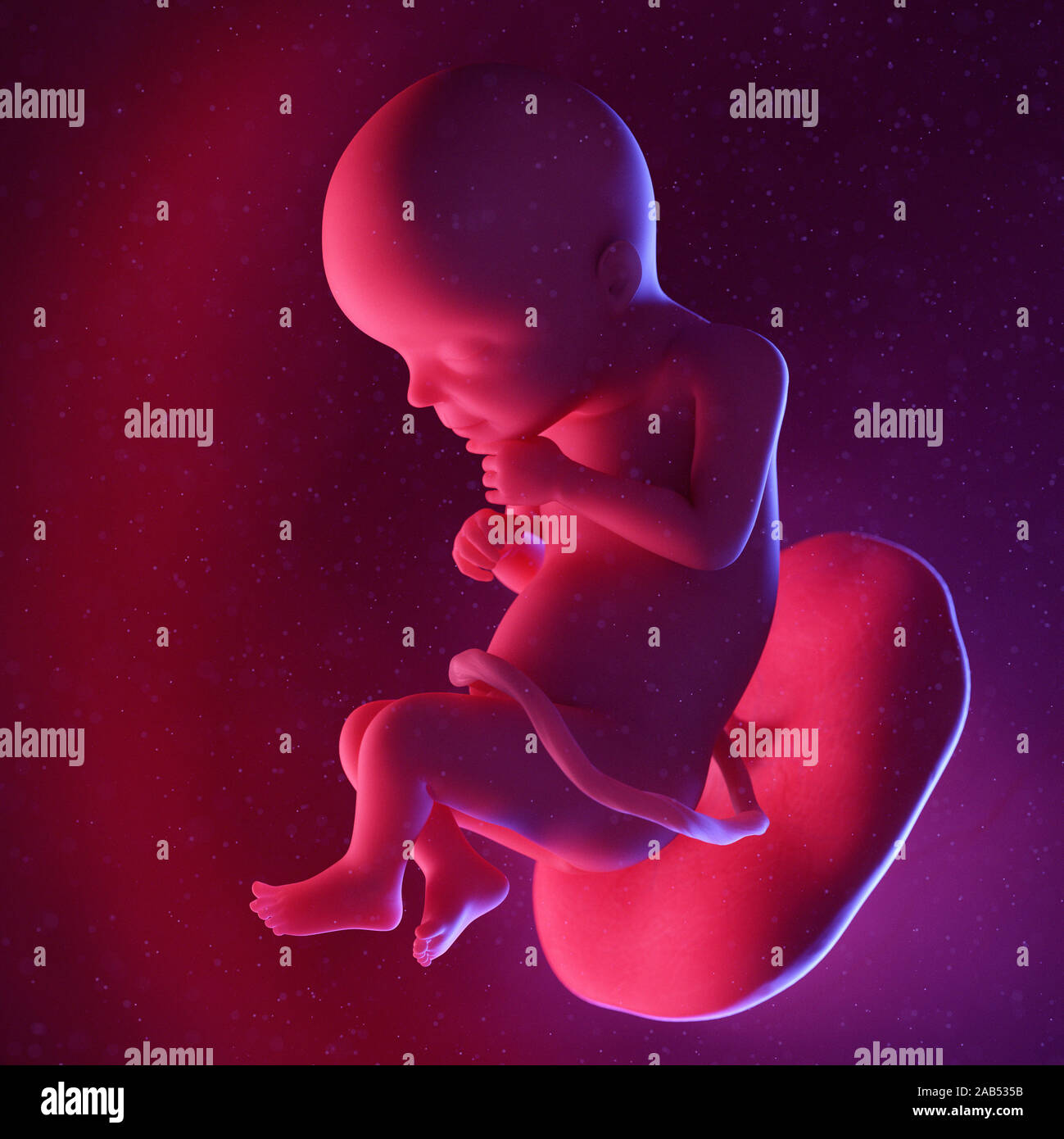 28 week fetus in utero hires stock photography and images Alamy