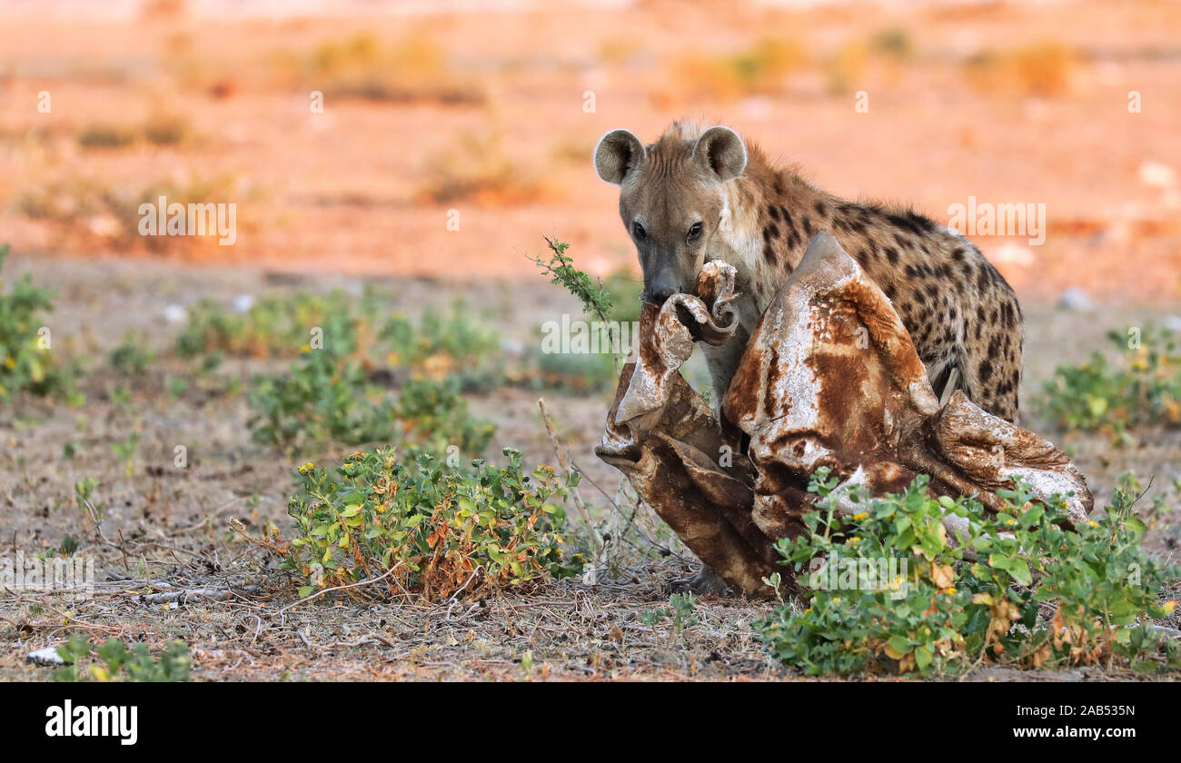 spotted hyena with a piece of a giraffe, Etosha National Park, Namibia Stock Photo