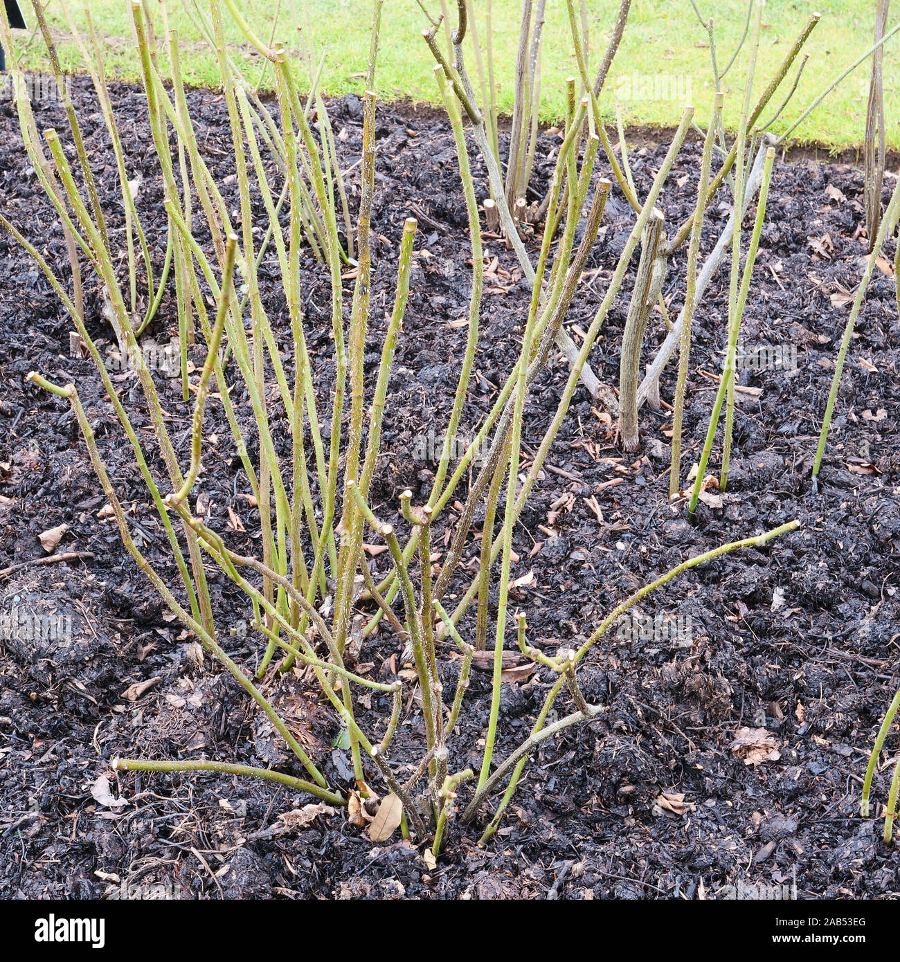 Gallica rose, an old shrub rose, President de Seze has been pruned in winter and the soil covered with a layer of mulch. Stock Photo