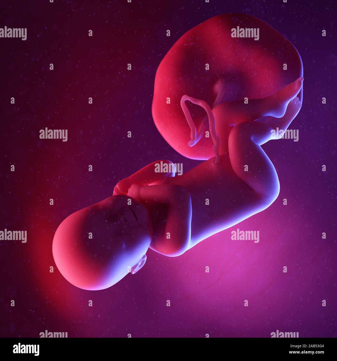 3d rendered medically accurate illustration of a human fetus - week 40 ...