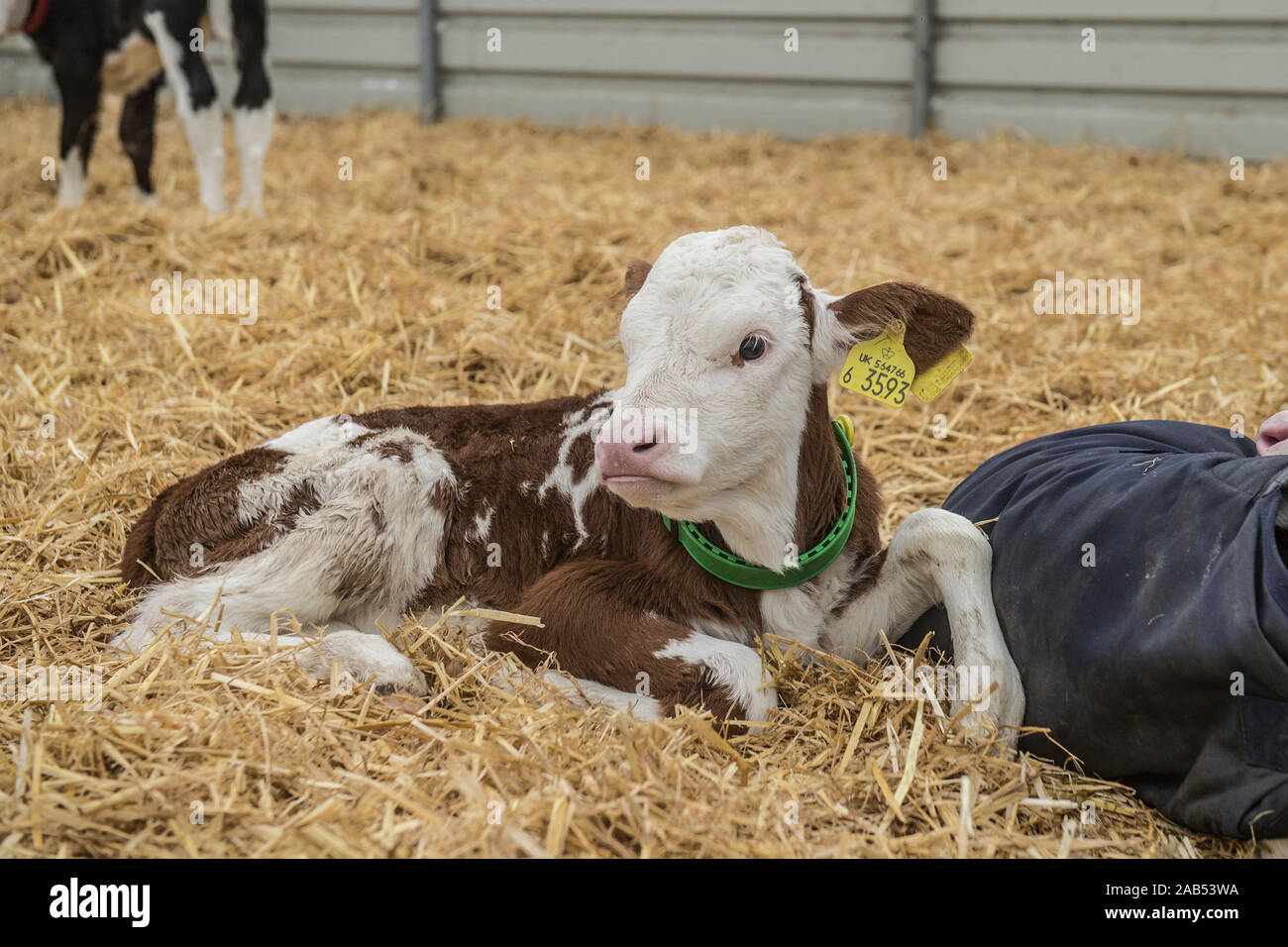 dairy calf Stock Photo