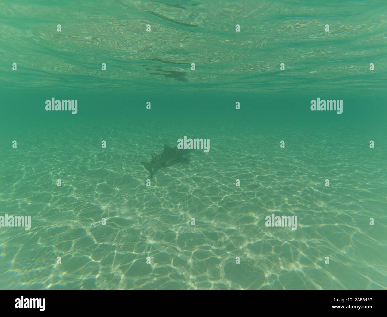 Baby Shark High Resolution Stock Photography and Images - Alamy