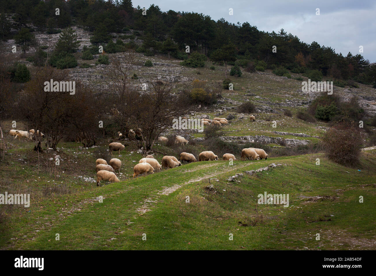 A flock of sheep grazing in the mountain Stock Photo - Alamy