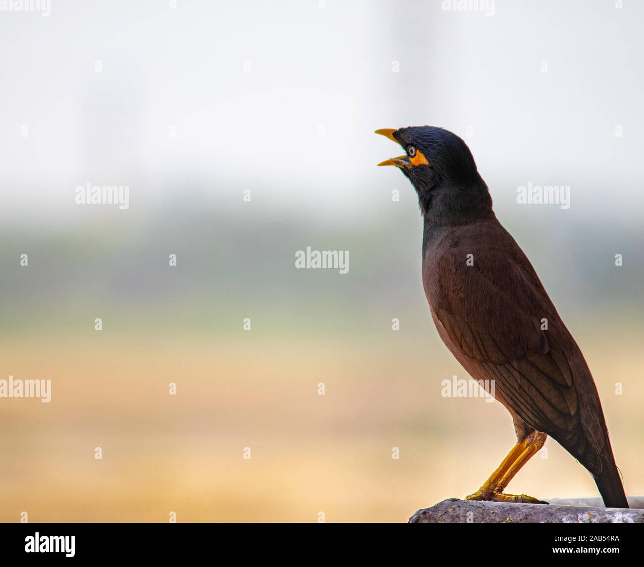 Myan bird sitting and looking for food.. Stock Photo