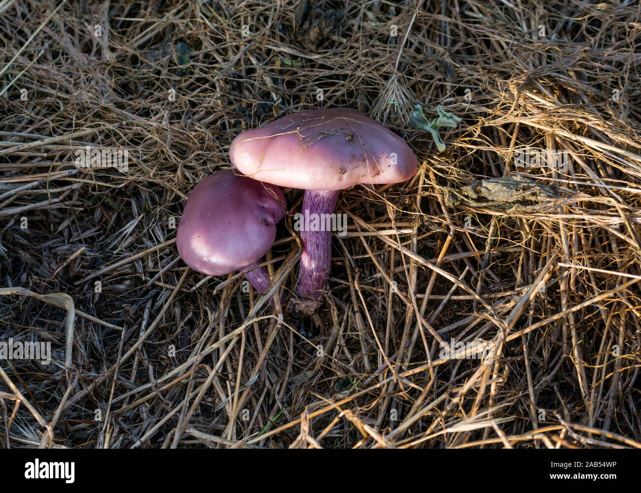 Close up of purple fungi, wood blewit (Lepista nuda), growing in the ground, Lamb Island, Firth of Forth, Scotland, UK Stock Photo