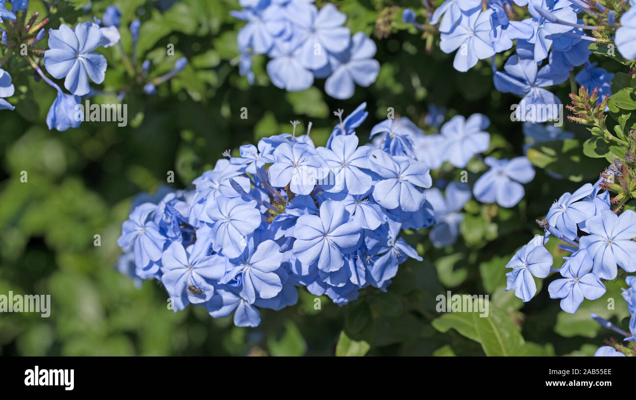 Flowering  plumbago auriculata in summer Stock Photo