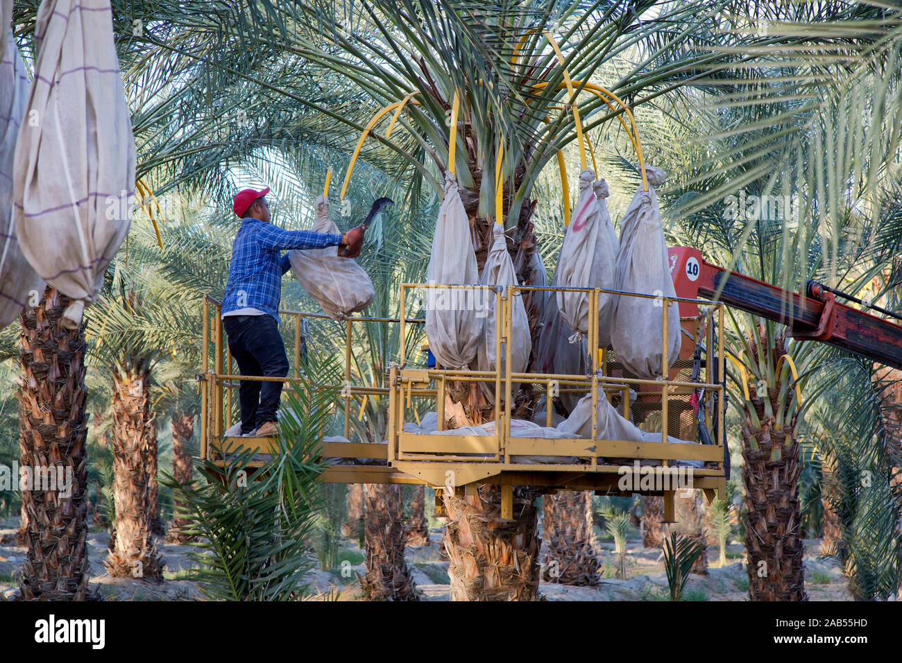 Worker harvesting mature bagged date fruit 'Deglet Noor' plantation, Phoenix dactylifera, California. Stock Photo