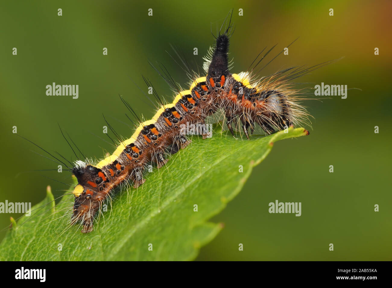 Grey Dagger moth caterpillar (Acronicta psi) resting on ash leaf. Tipperary, Ireland Stock Photo