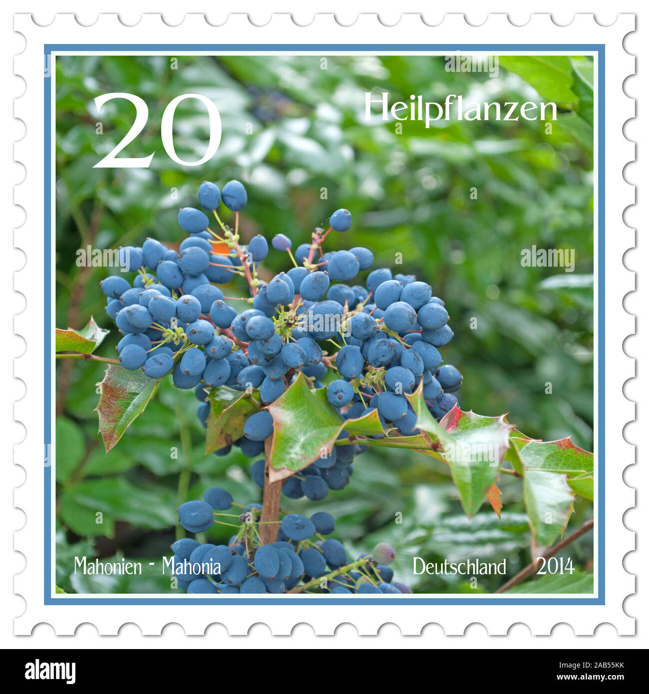 Postage stamp with the image of ripe fruits of the mahonia, Mahonia aquifolium Stock Photo
