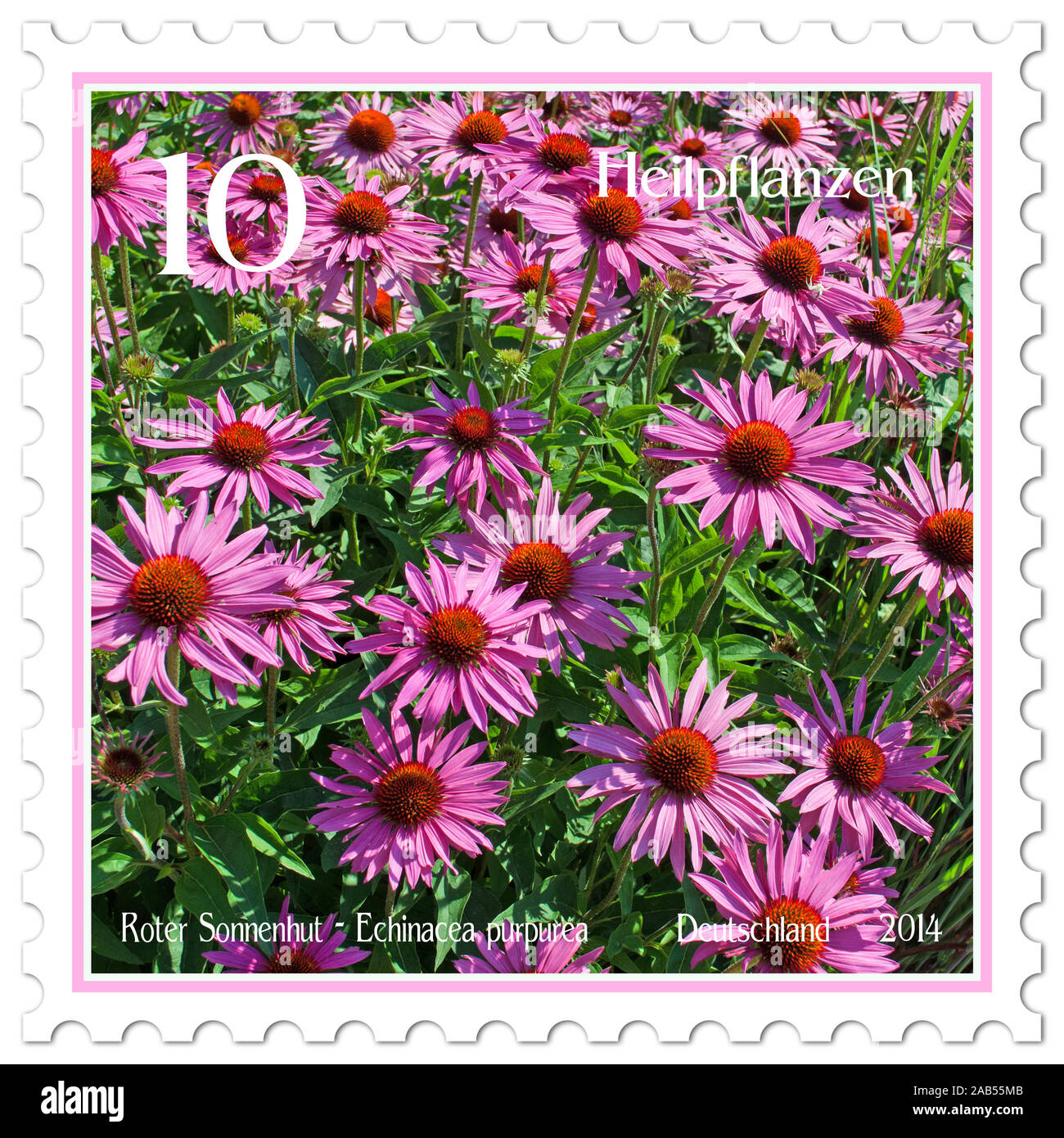 Postage stamp with the image of the red sunhat, Echinacea purpurea Stock Photo