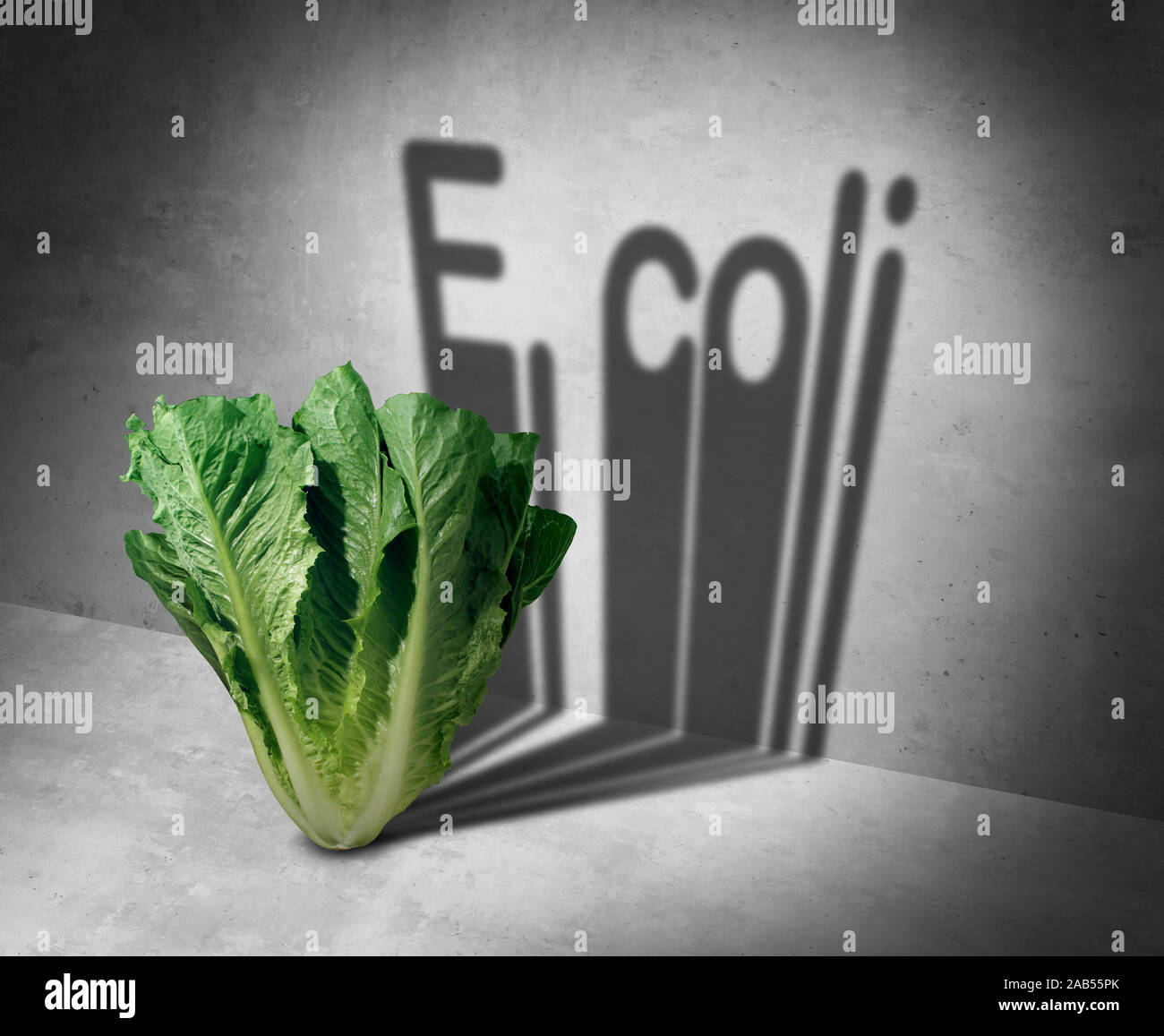 E coli contaminated romaine lettuce and vegetable bacteria danger as a health risk of eating raw food as a public safety concept. Stock Photo