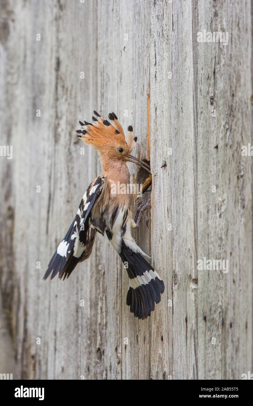 Wiedehopf (Upupa epops) Stock Photo