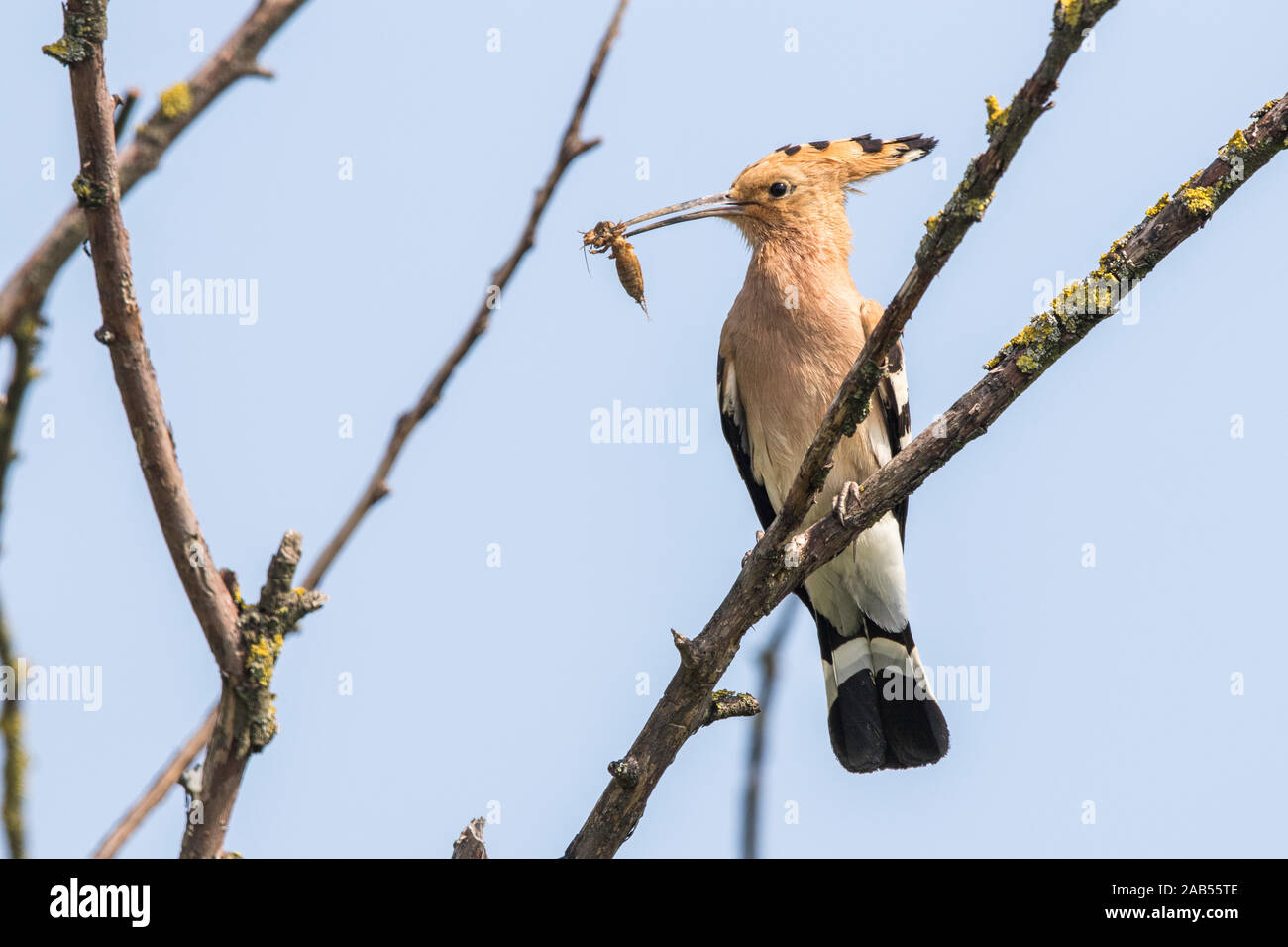 Wiedehopf (Upupa epops) Stock Photo