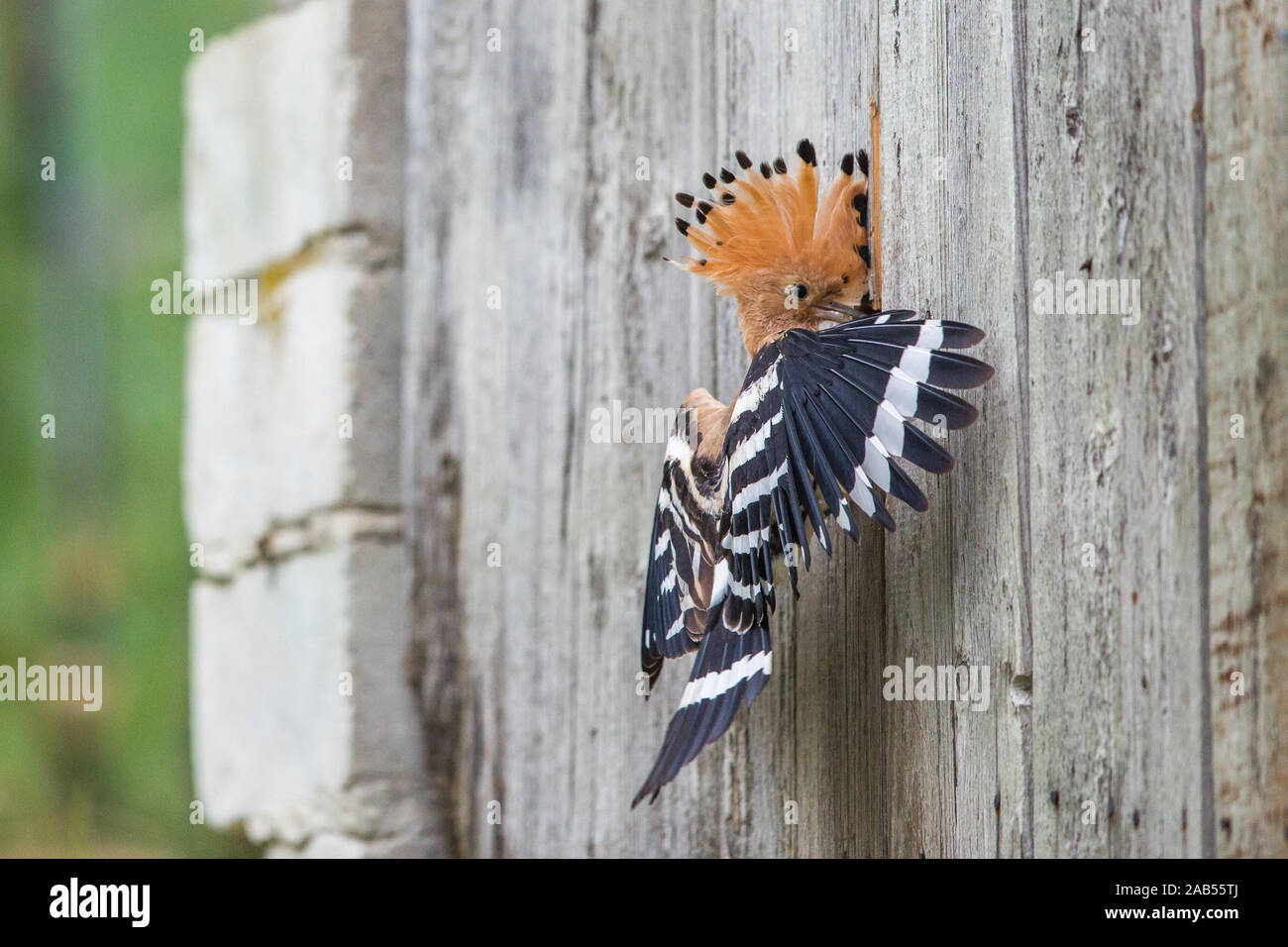 Wiedehopf (Upupa epops) Stock Photo